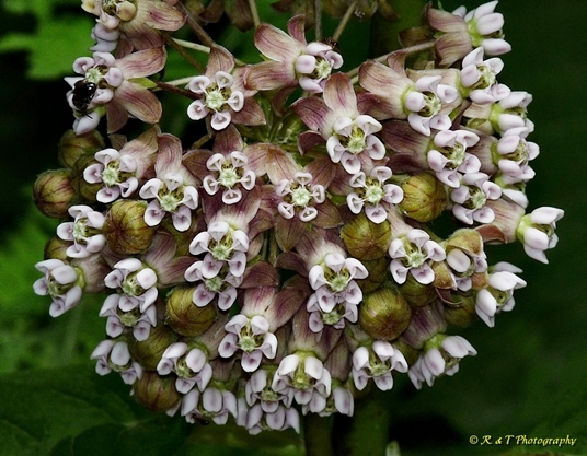 {Asclepias syriaca}